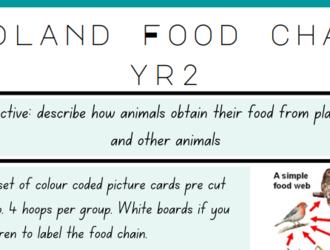 KS1 Woodland Food Chains